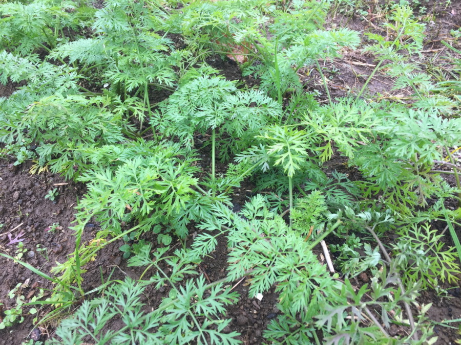 今日のはたけは雨。やぎ子さんのニュースな動画もあわせてどうぞ。