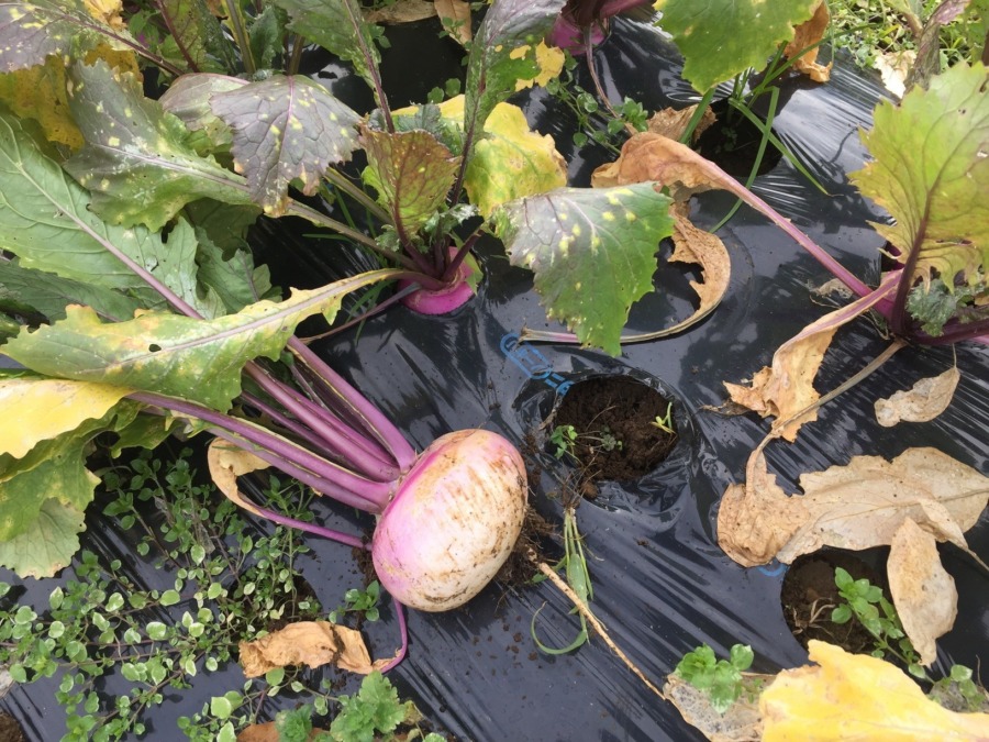 【フォト】あやめ雪の今。こんなに大きいのも出始めました。