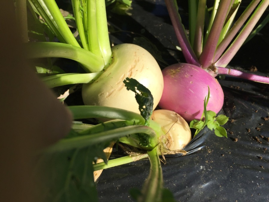 【フォト】ギフテ！あやめ雪のいま。こかぶさんと仲良く並んでます。