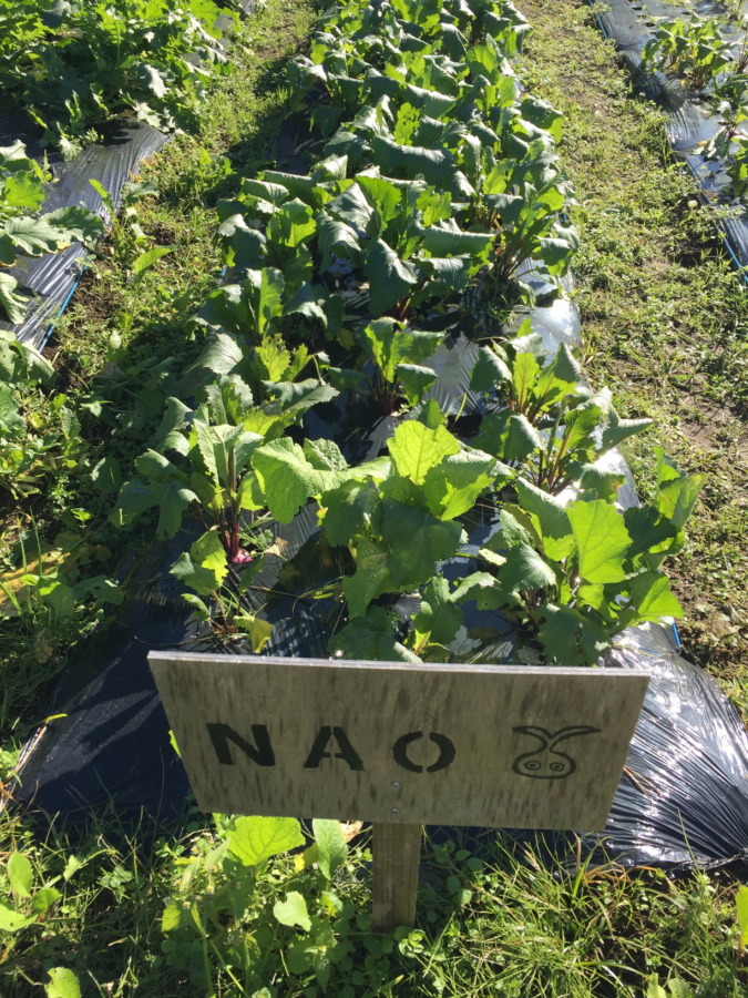 【フォト】あやめ雪の様子。配送、届いた？収穫予測は自動更新のシミュレータから。