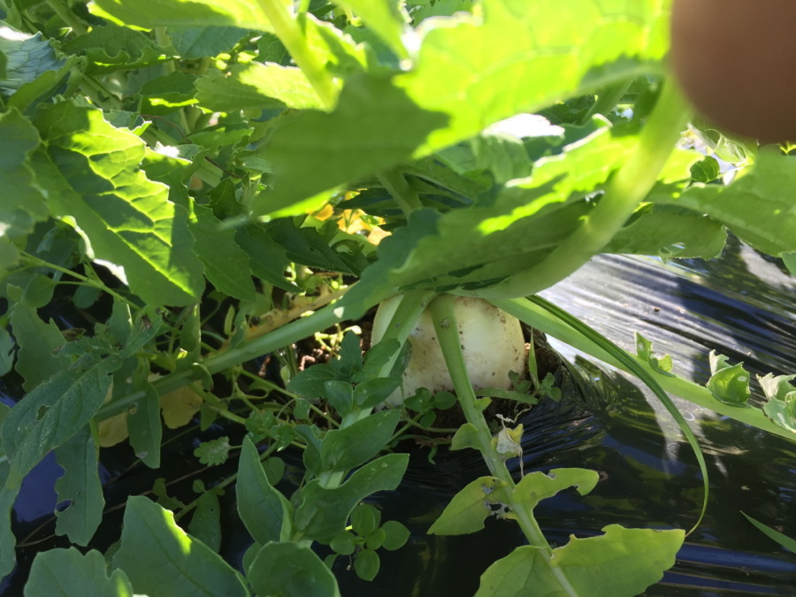 【フォト】だいこんの様子。自動更新の収穫予測シミュレータも稼働したヨ。