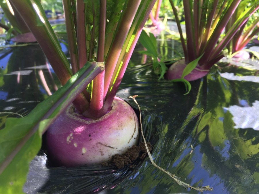 【フォト】あやめ雪の様子。配送、届いた？収穫予測は自動更新のシミュレータから。