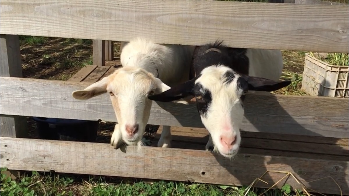【スロー】おかーさんと一緒。きゃべつおっきい。