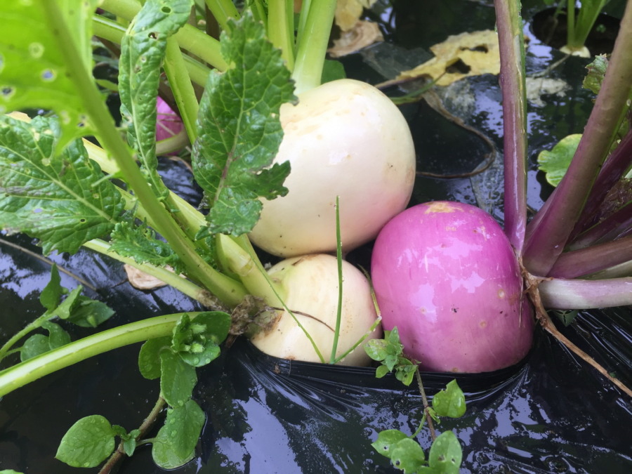 今日のはたけは雨。おしくらまんじゅう。