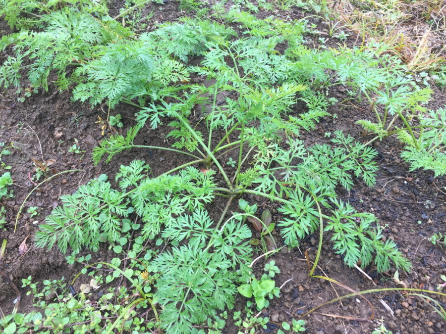 今日のはたけは雨。やぎ子さんのニュースな動画もあわせてどうぞ。