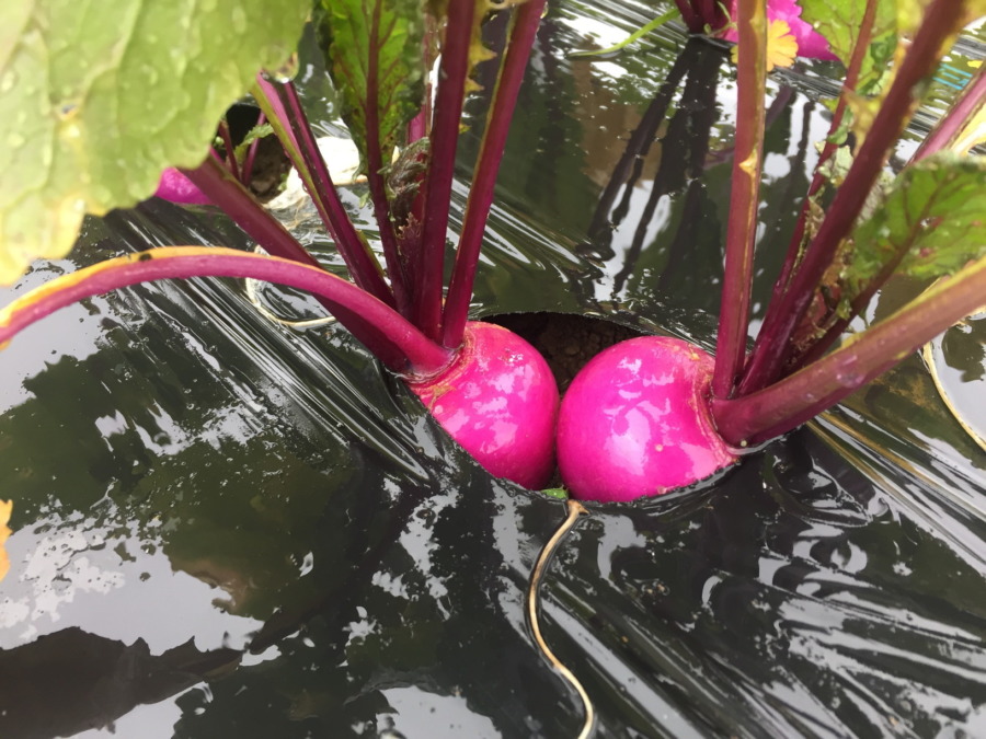 今日のはたけは雨。やぎ子さんのニュースな動画もあわせてどうぞ。