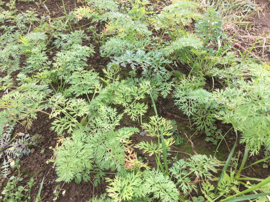 【フォト】にんじんのいま。