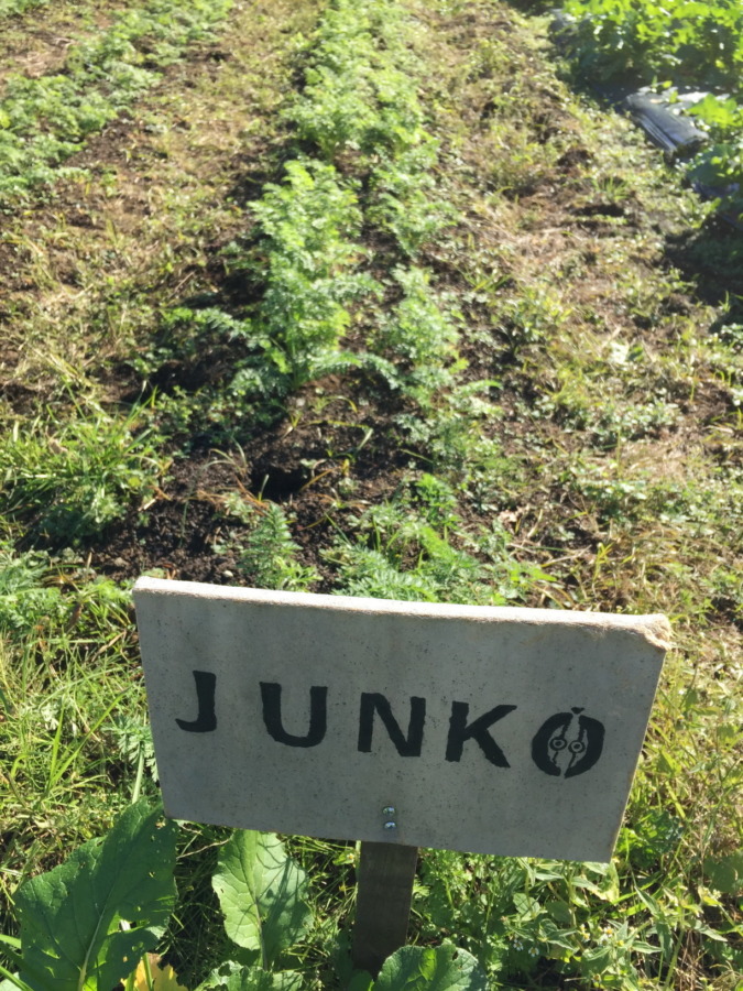 【動画あり♪♬】追肥と土寄せ、やったヨ。