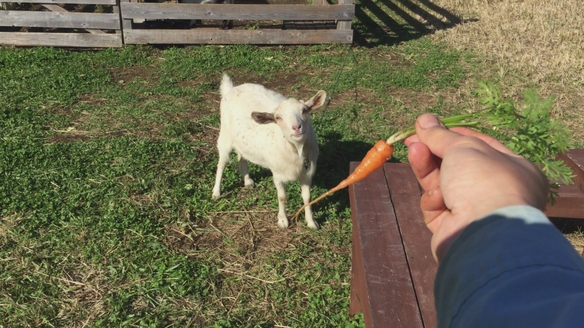 【ルナの幸せ】間引きにんじん。