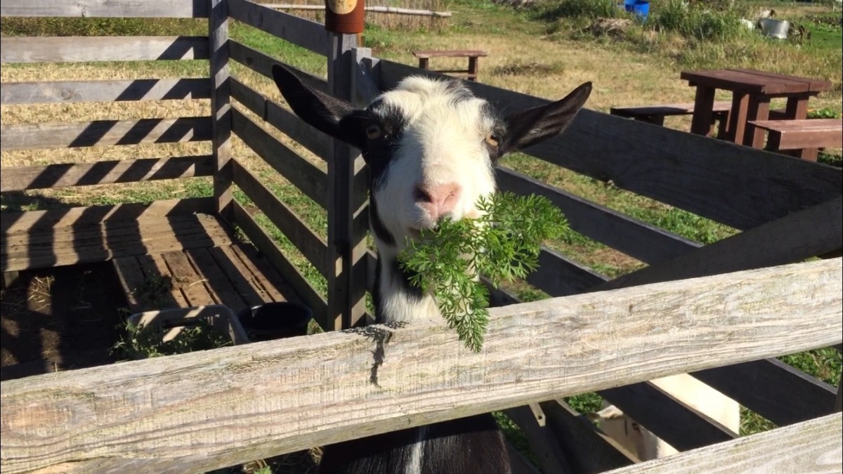 【やぎ子の幸せ】間引き人参。キメ顔も。