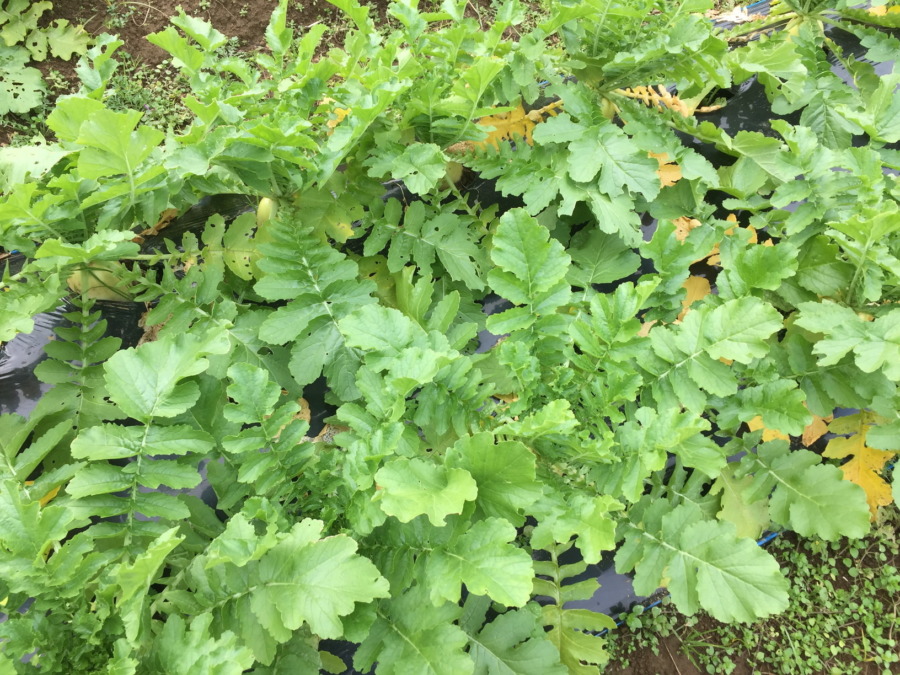 【フォト】だいこんのいま。小ぶりですが収穫OKです。