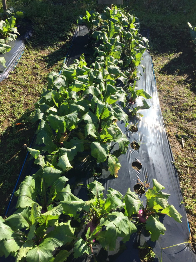 【フォト】あやめ雪の様子。配送、届いた？収穫予測は自動更新のシミュレータから。