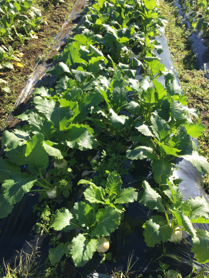 【フォト】こかぶの様子。収穫OK、畑来てね。