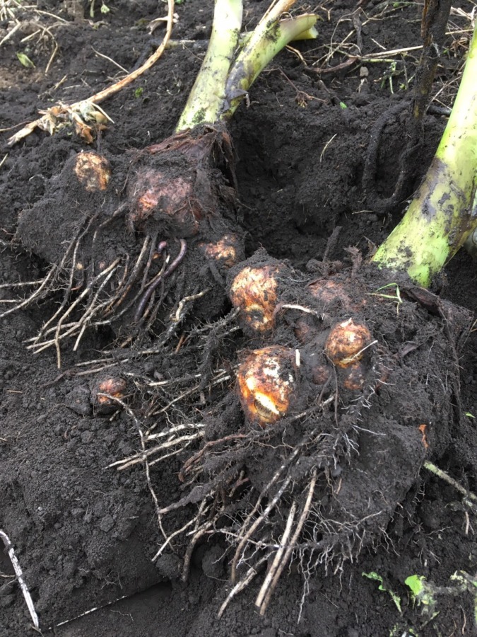 【里芋の収穫】根っ子にまぎれた生き物、わかりますか？