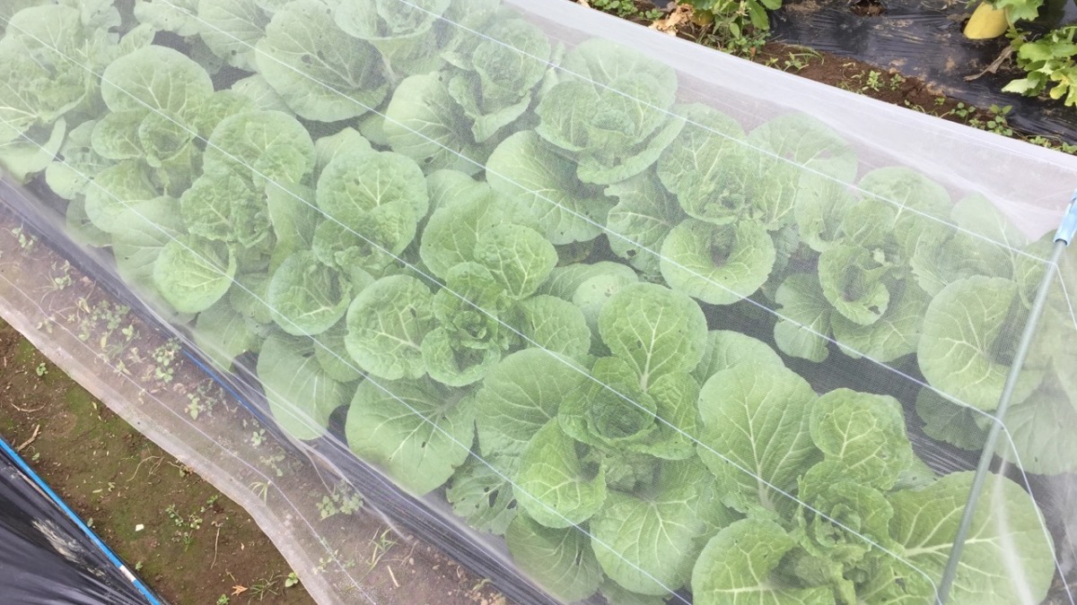 このミニ白菜たちは期待のエリートたち。収穫予想は、、、？