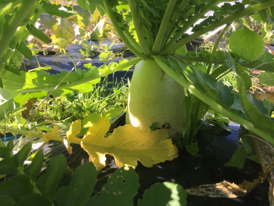 だいこんのいま。収穫OKかな。