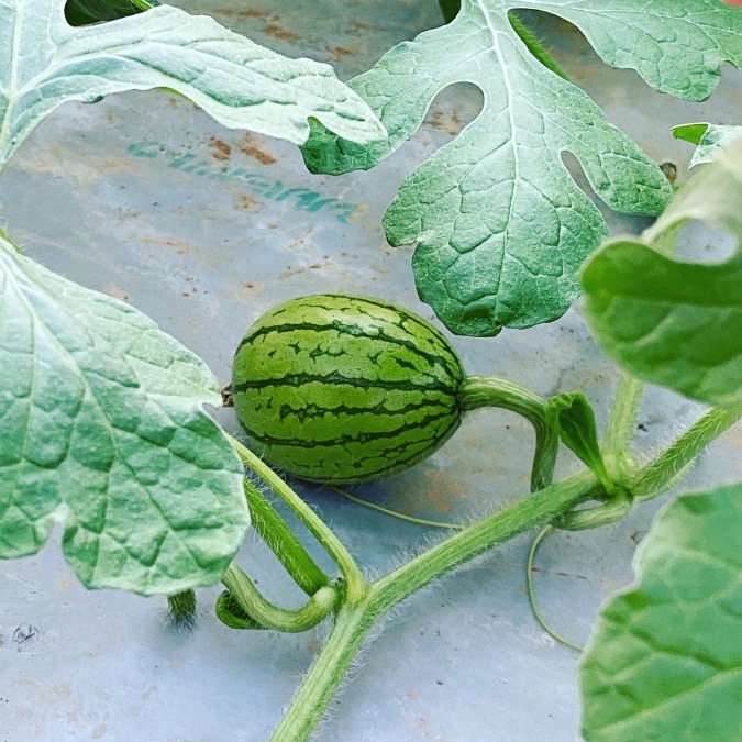 クリスマスイカ🎅