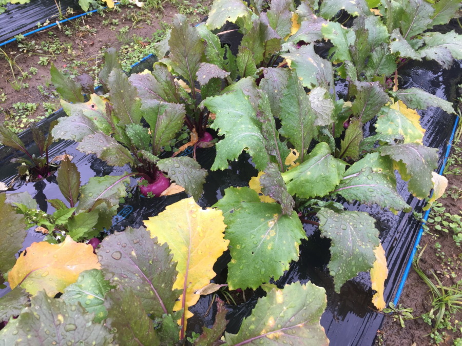 今日のはたけは雨。やぎ子さんのニュースな動画もあわせてどうぞ。