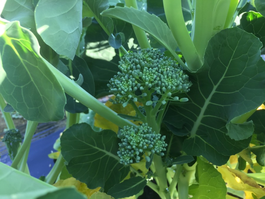 緑あざやか。ぶろっこりの脇芽（わきめ）。