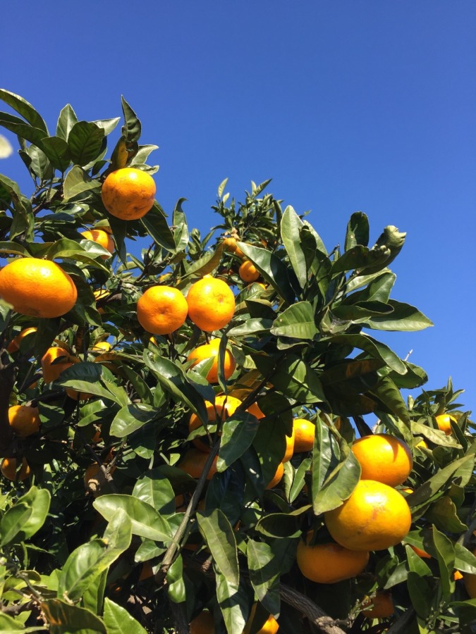 【開催御礼】12月8日（日）｜小田原の海を見晴らす畑でみかん狩り