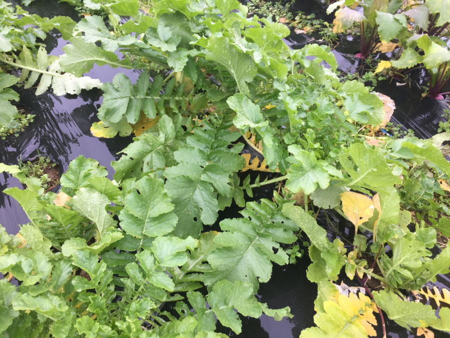 今日のはたけは雨。やぎ子さんのニュースな動画もあわせてどうぞ。