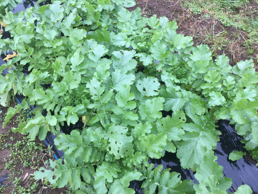 今日のはたけは雨。やぎ子さんのニュースな動画もあわせてどうぞ。