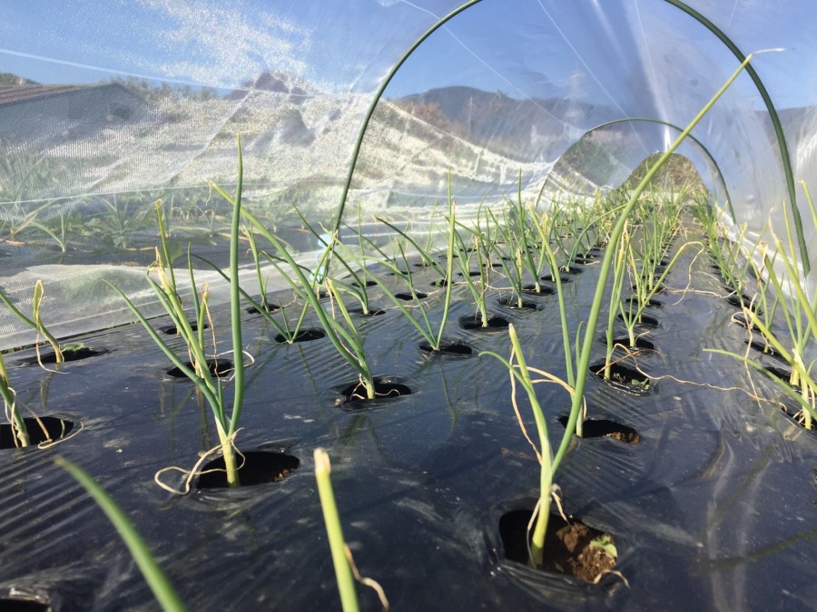 【VRツアー】たまねぎベイビたちのマーチ。