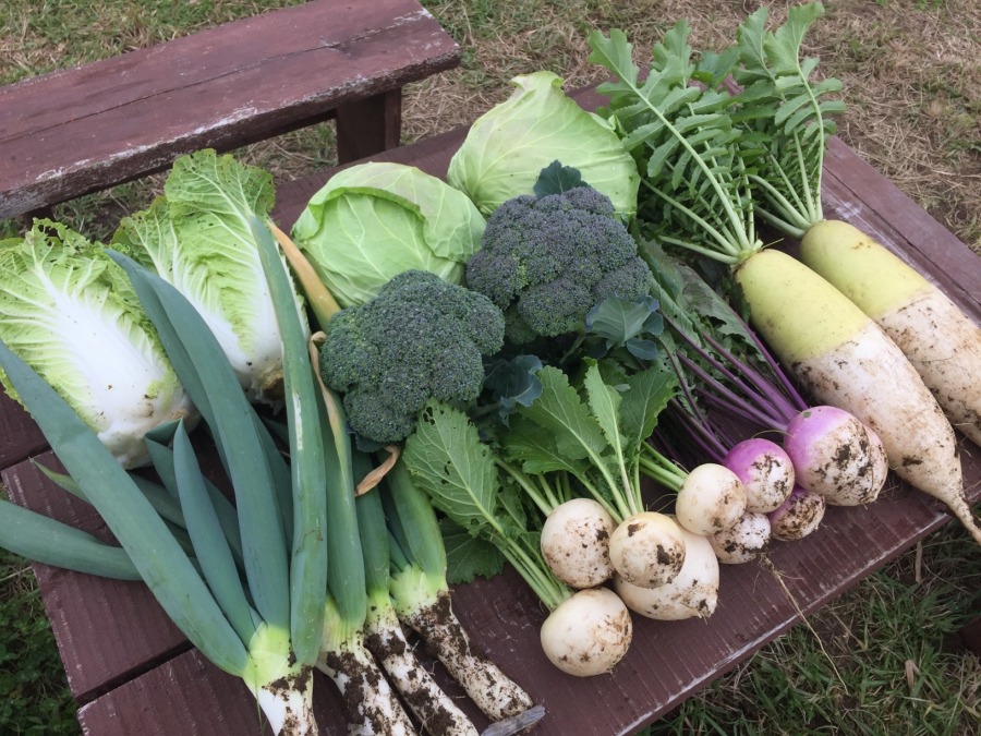 今日のはたけの収穫。きゃべつ、だいこん、ぶろっこり、下仁田ねぎ、こかぶ、はくさい、たくさん（^^）/