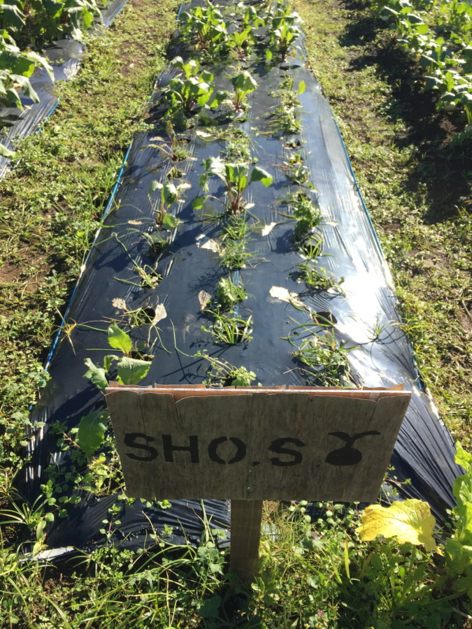 【フォト】あやめ雪の様子。これから収穫予測と生育管理は自動更新のシミュレータから。