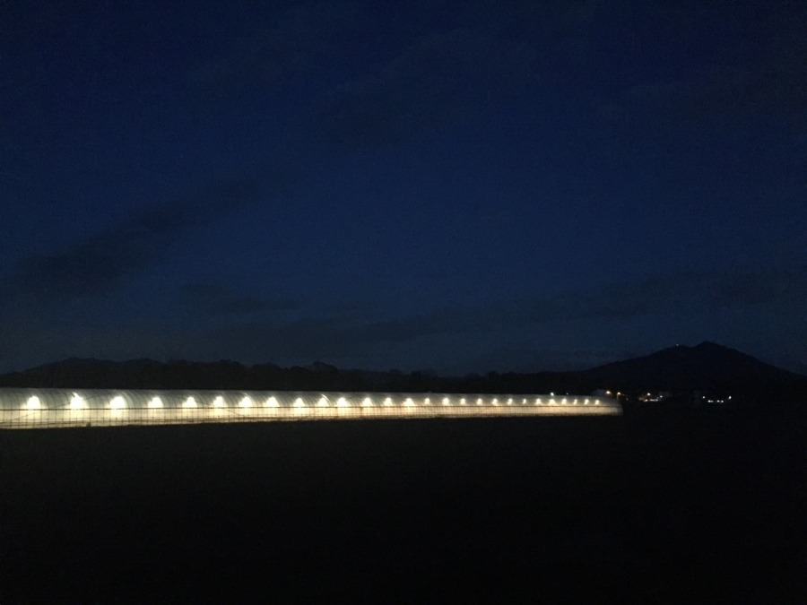 茨城の田園地帯で冬の味わい。苺ハウスに暖かなオレンジ色の灯（ともしび）。