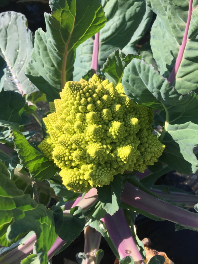 ロマネスコ、完成。透き通る感じの葉っぱも必見。←クリックしてね。