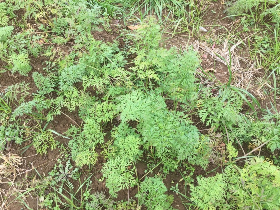 【フォト】にんじんのいま。