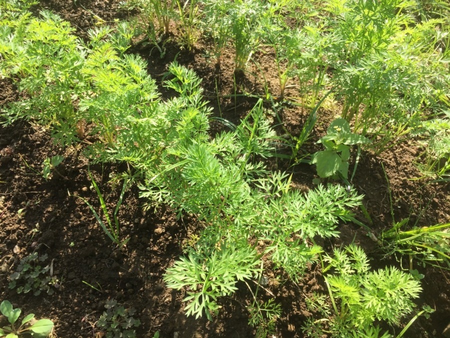 【動画あり♪♬】追肥と土寄せ、やったヨ。