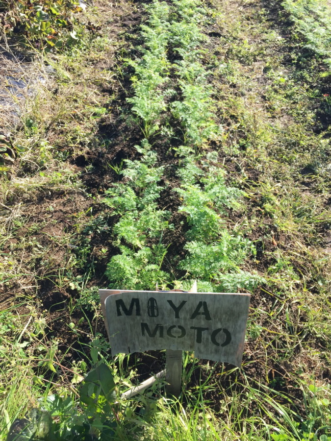 【動画あり♪♬】追肥と土寄せ、やったヨ。