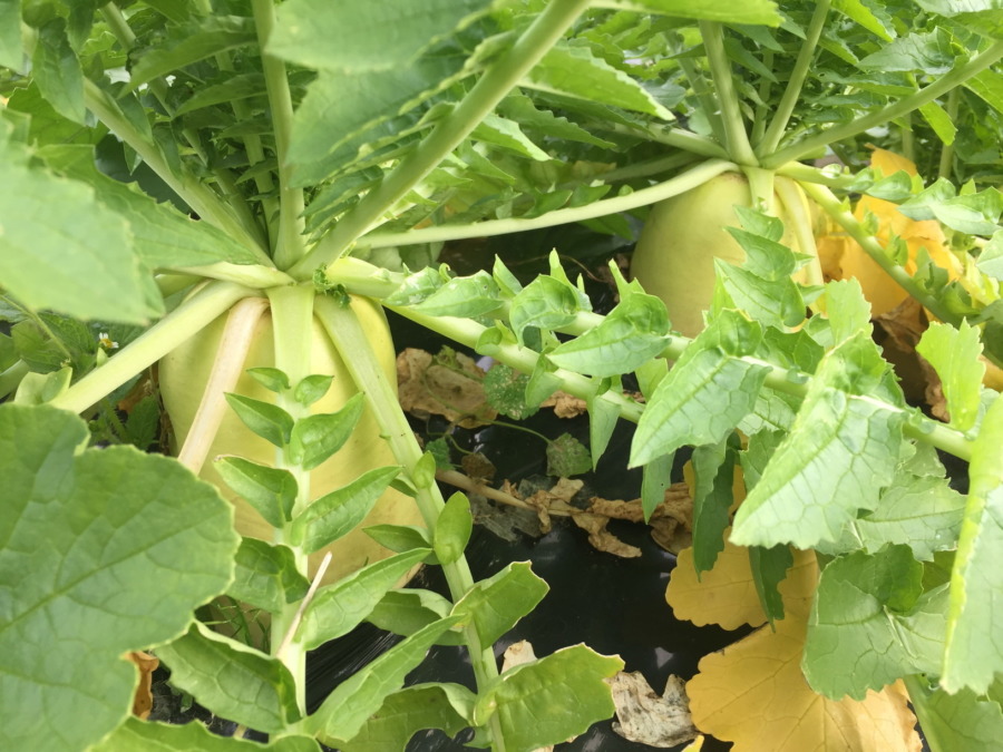 【フォト】だいこんのいま。首を長くして収穫を待っています。