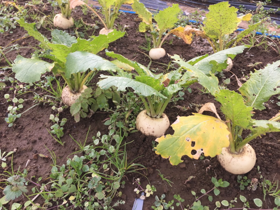 【フォト】こかぶのいま。