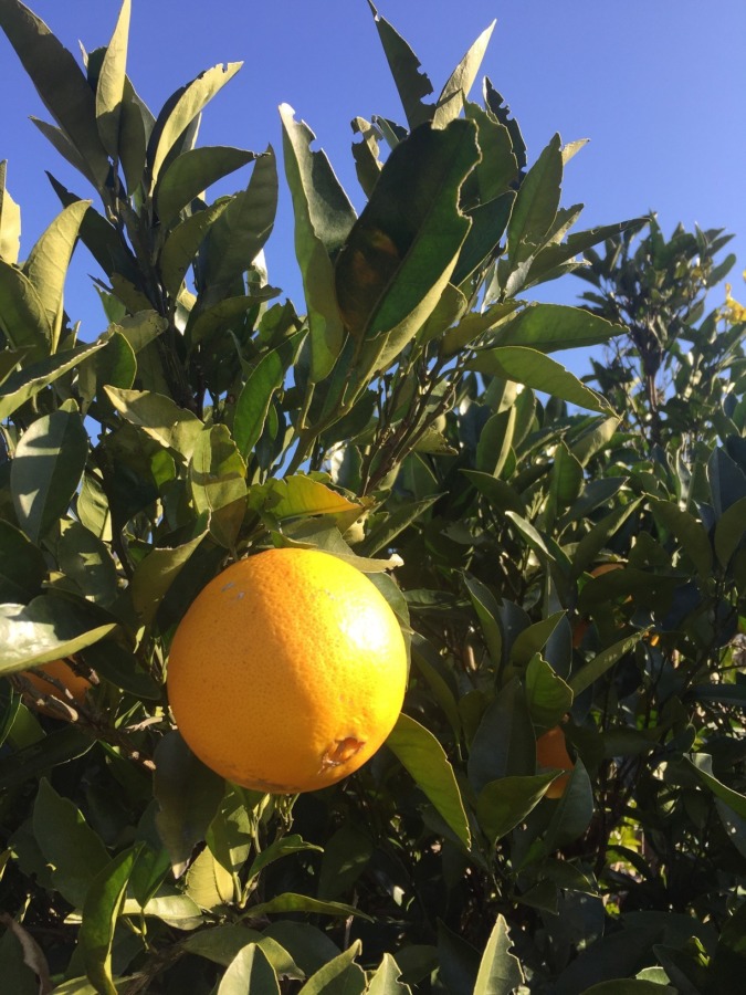 ネーブル（へそみかん）の今。収穫は年明けのどこかでどうぞ。