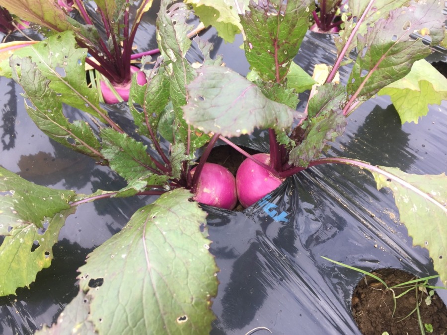 【フォト】あやめ雪のいま。