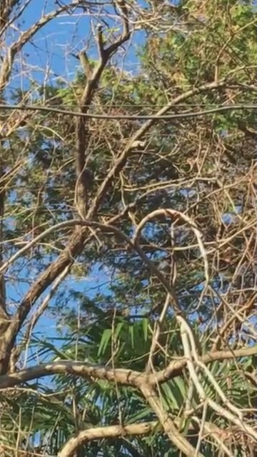 木の上で何やらゴソゴソ。これはなんでしょう？