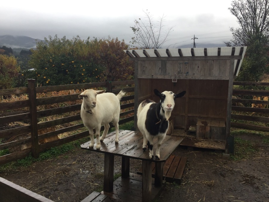 【祝ってください】わたし、登りました。