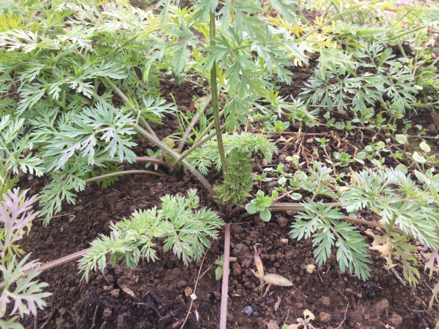 【フォト】にんじんのいま。