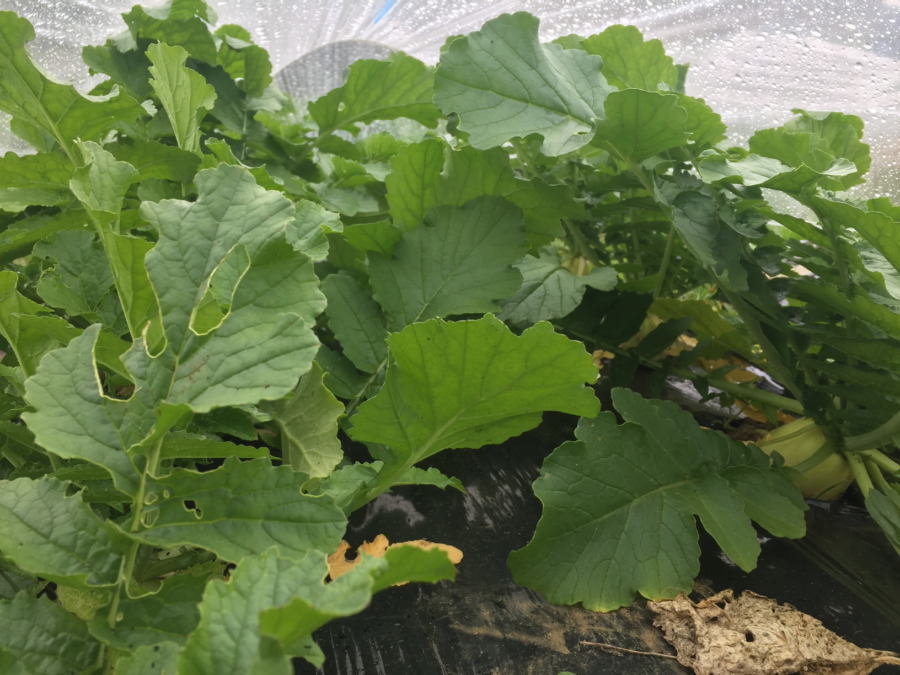 今日のはたけは雨。だいこんはトンネルの中ぬくぬく。