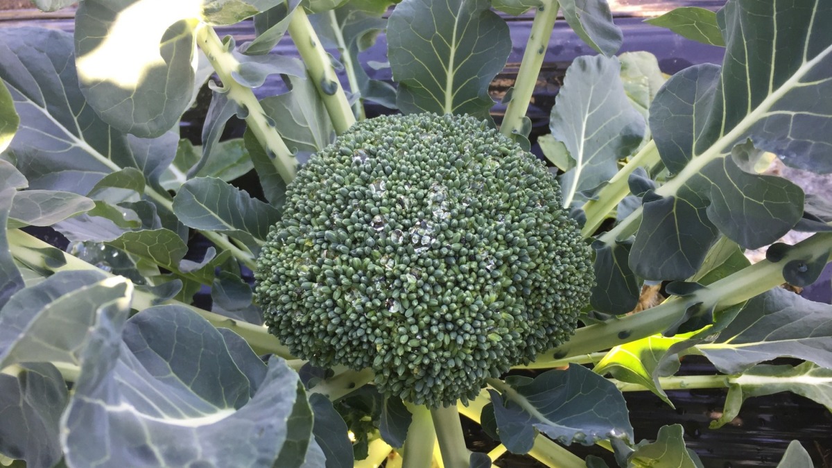 【タイムラプス♪♬】ぶろっこりーがジャジャーンします。