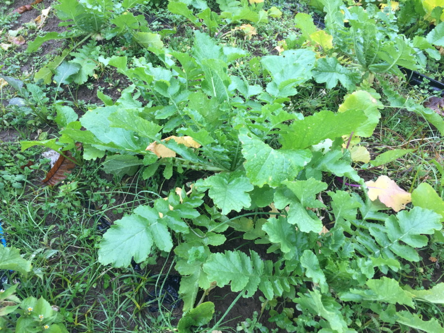 今日のはたけは雨。やぎ子さんのニュースな動画もあわせてどうぞ。