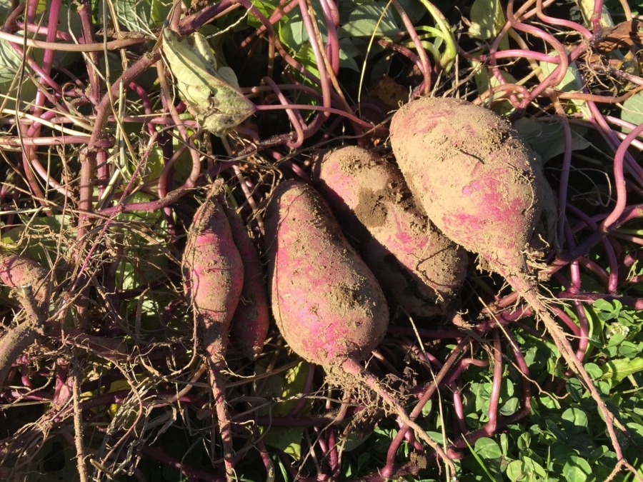 【祝】安納芋🍠の収穫。さっそく焼き芋など。
