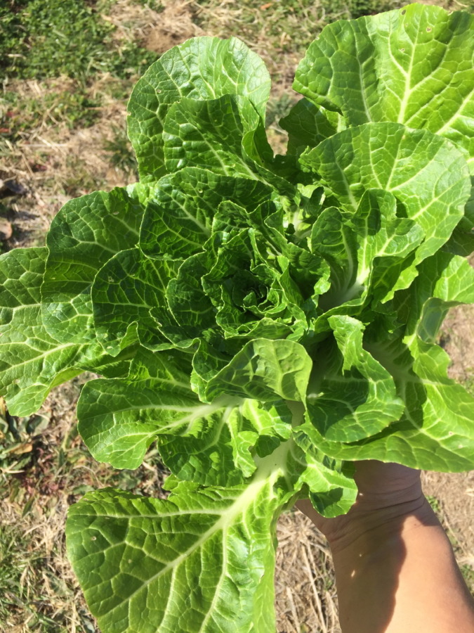 これはまあ「結球できなかった」白菜。とはいえ、、、