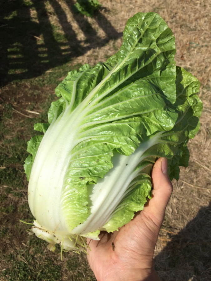 これは良い！ミニ白菜。明日のお鍋になります。