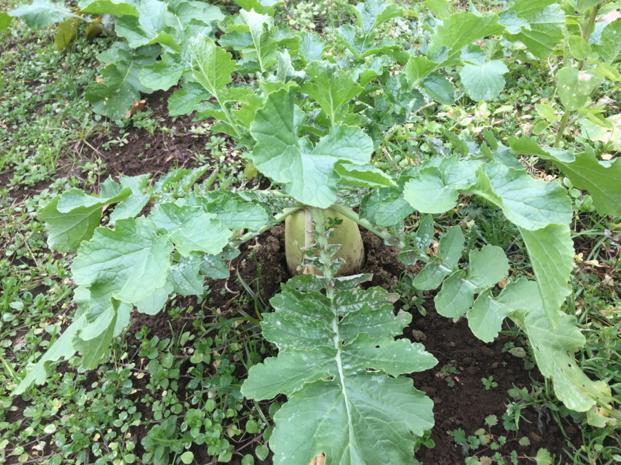 だいこんの様子。まさにいまが旬！今月末、配送しましょうかね。