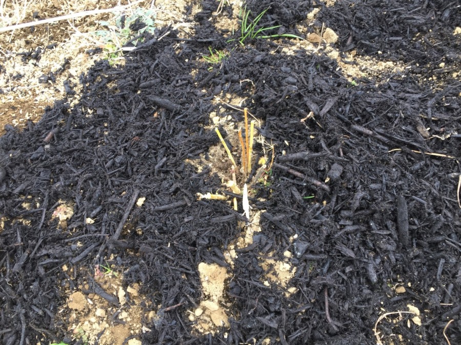 アスパラの冬越し準備。来春の「ニョキっ」を待ちます。うまくいくでしょうか？