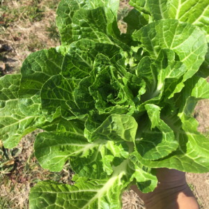 これはまあ「結球できなかった」白菜。とはいえ、、、